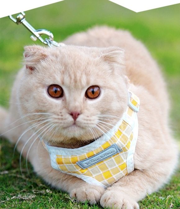 https://fulmo-img-server.com/carrineko/1780622834610_0nzv32bt_1blhinu1.jpeg