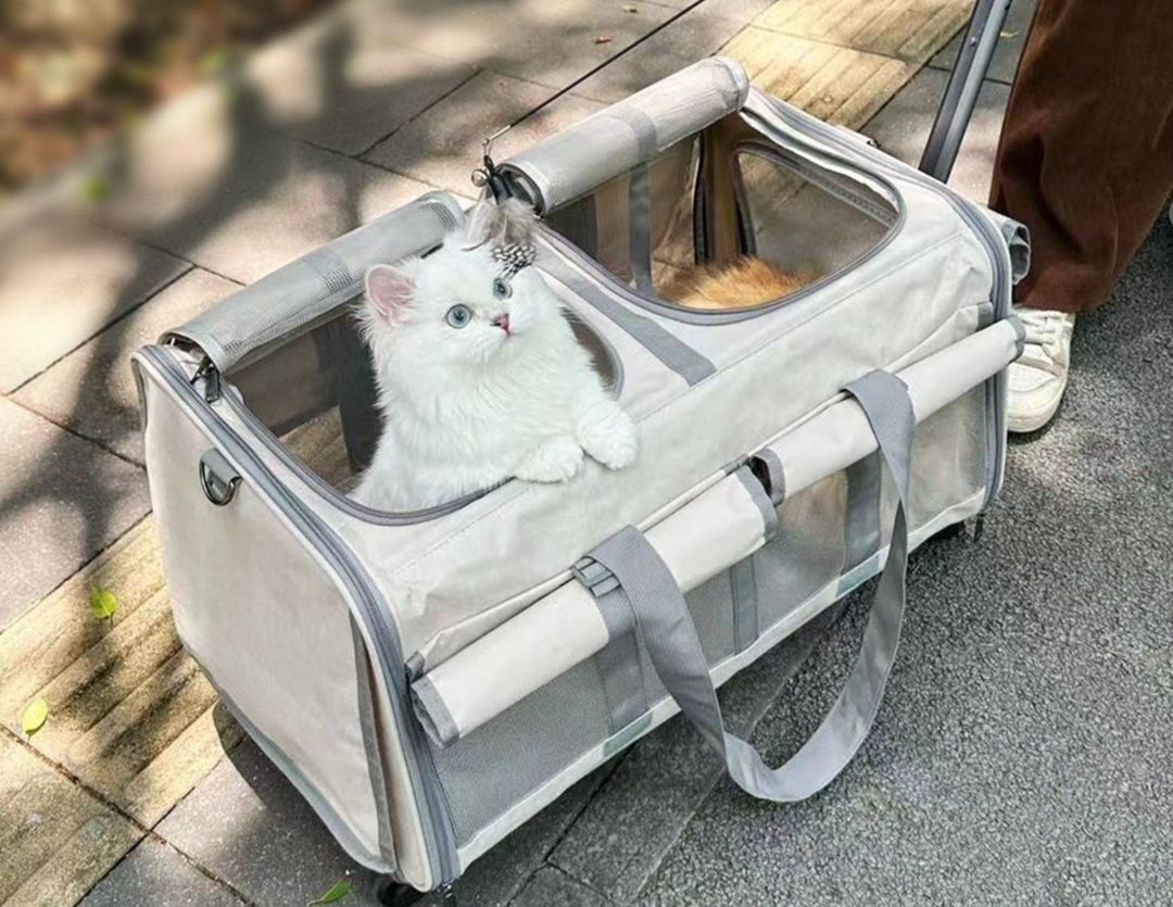 https://fulmo-img-server.com/carrineko/1781743961947_4l1pyvlj_1emyyudl.jpeg