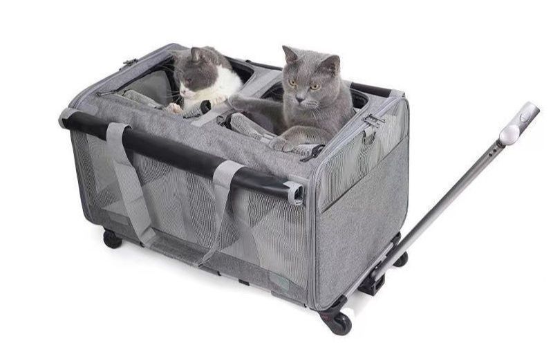 https://fulmo-img-server.com/carrineko/1782192868798_zikszk0f_9yzhbsi1.jpeg