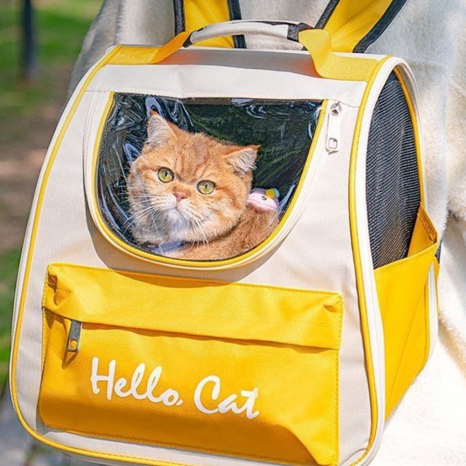 https://fulmo-img-server.com/carrineko/1785807441510_9y2b05va_hzlxownc.jpeg