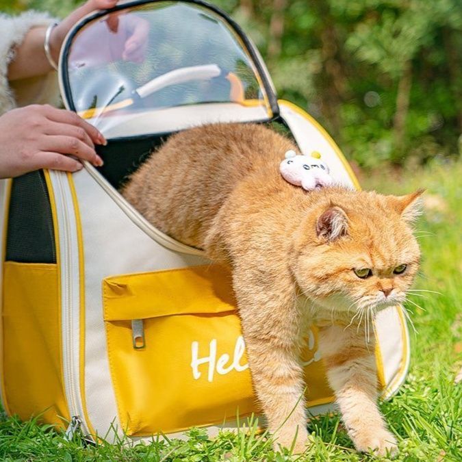 https://fulmo-img-server.com/carrineko/1785807458324_yczpfk5f_xv355b78.jpeg