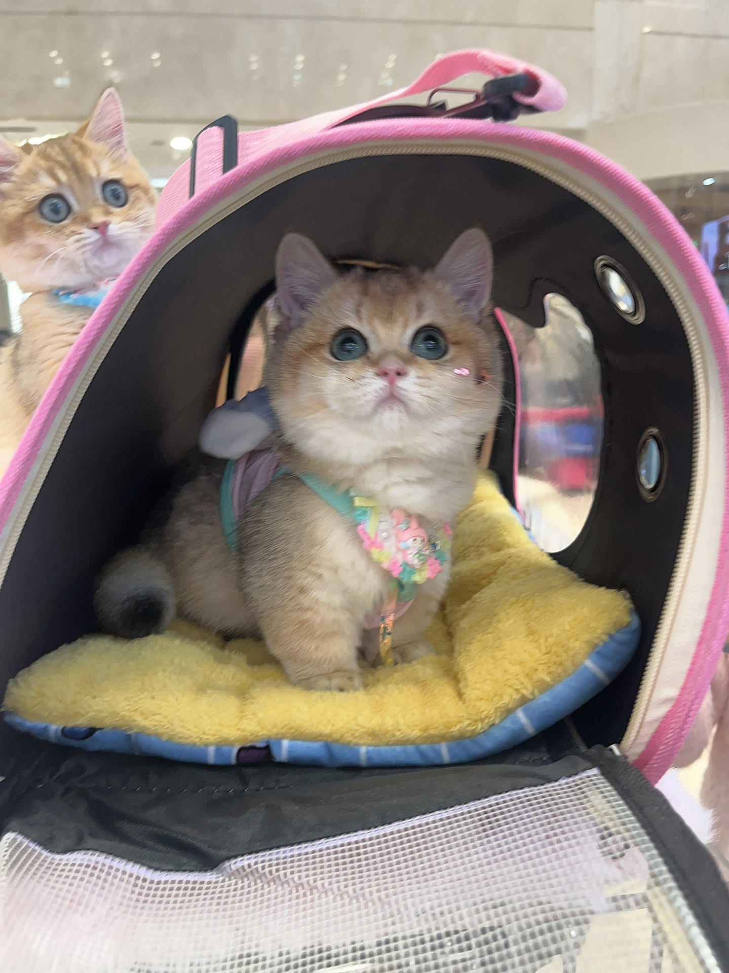 猫キャリーバッグ 猫型窓付き通気孔搭載リュック型ペットキャリー