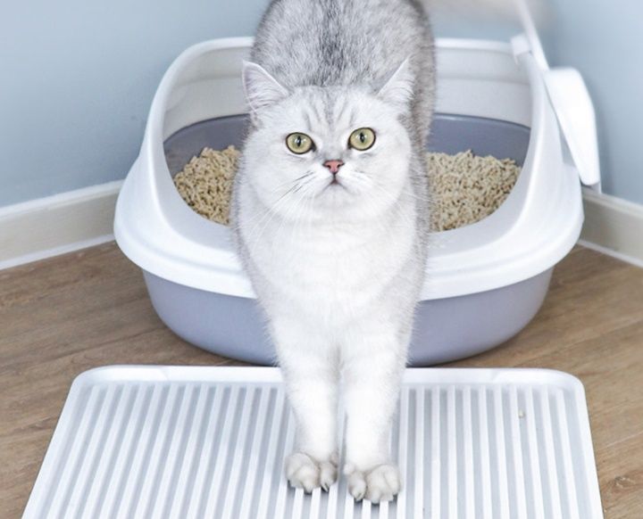 小さい猫用トイレおすすめ5選！子猫や省スペースに適していて、お手入れもしやすい