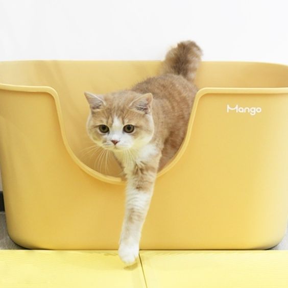 https://fulmo-img-server.com/catoily/1782739529322_c0yfjl84_byg5qorq.jpeg