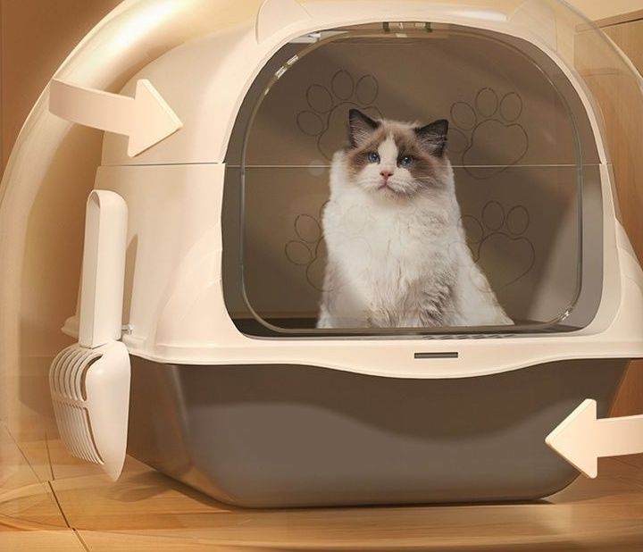 https://fulmo-img-server.com/catoily/1790990726893_d2utwj3e_nr4pq8zm.jpeg
