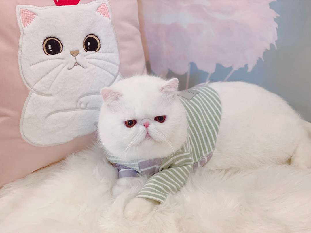 https://fulmo-img-server.com/cushionfriends/c30236bbe40c47b99d3f4f50a282eefd.jepg