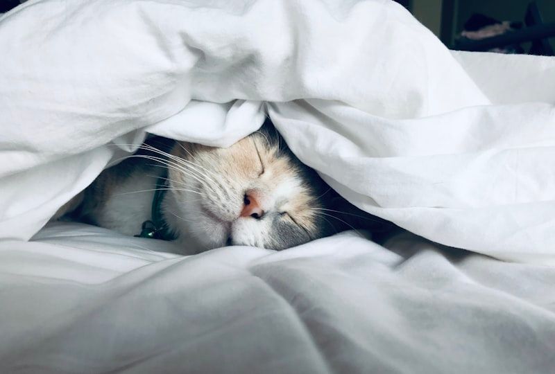 横向き寝の方必見!快眠をサポートするおすすめ抱き枕3選