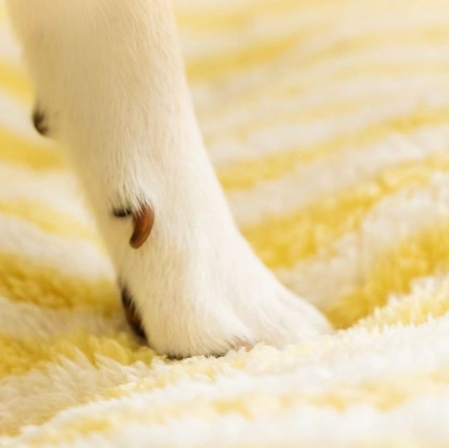 犬ベッドドーム型 愛犬の隠れ家ふんわり柔らかドーム型ハウス