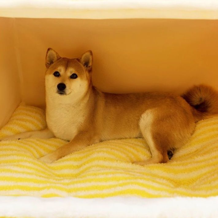 犬ベッドドーム型 愛犬の隠れ家ふんわり柔らかドーム型ハウス