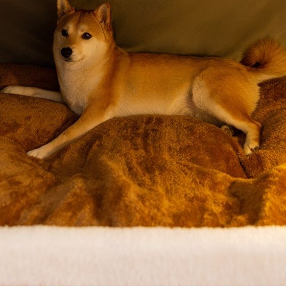 犬ベッド 小屋風ドーム型犬ベッド ふわふわ包み込み