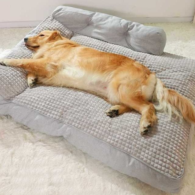 https://fulmo-img-server.com/dog-bed-lab/1764983769818_i43e33lr_riap6ojz.jpeg