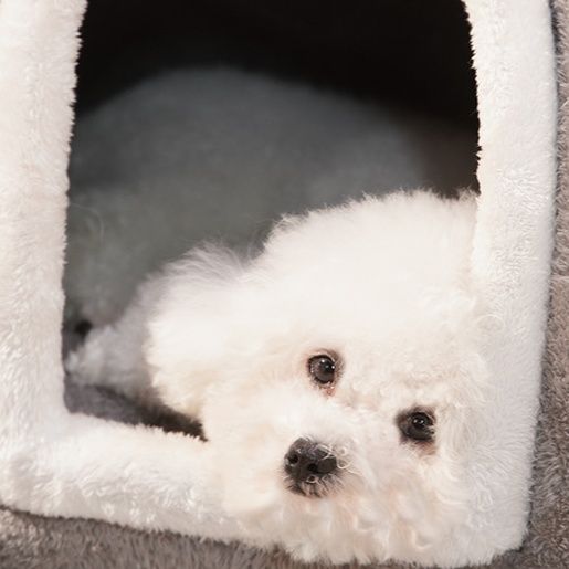 犬ベッド 可愛い耳付き包み込みドーム型犬ベッド