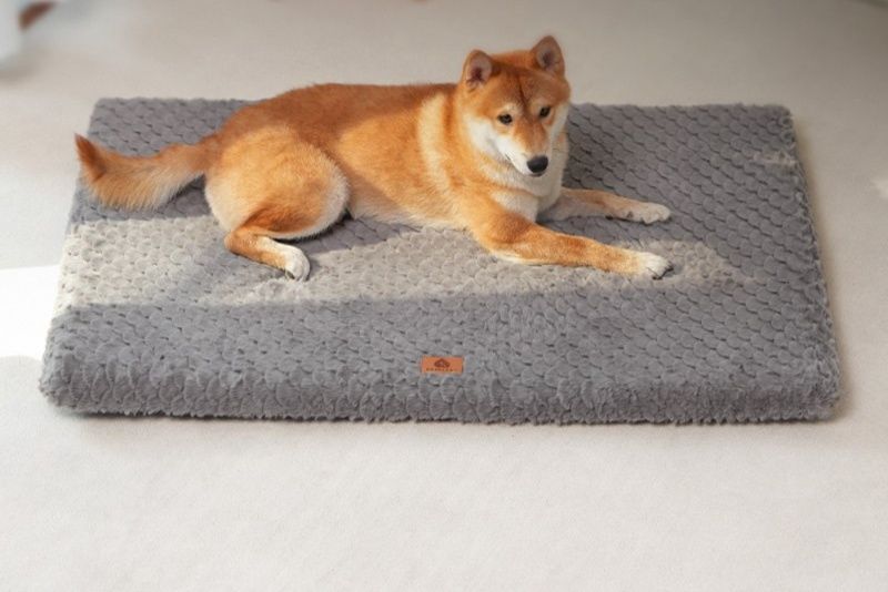 https://fulmo-img-server.com/dog-bed-lab/1783474039047_tciz0kyc_kp76csos.jpeg