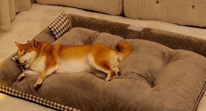 https://fulmo-img-server.com/dog-bed-lab/1783474749247_m1h3v6ht_mbadbz57.jpeg