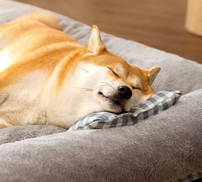 https://fulmo-img-server.com/dog-bed-lab/1783474928815_51ihi1kb_k24xgvms.jpeg