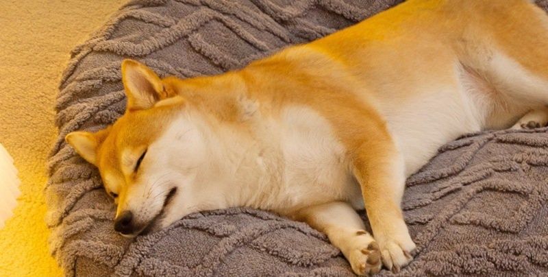 https://fulmo-img-server.com/dog-bed-lab/1783475382531_joasxmj5_zdc3noaj.jpeg