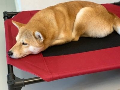 https://fulmo-img-server.com/dog-bed-lab/1783475527127_1d7ncl4f_1o5tbnw2.jpeg