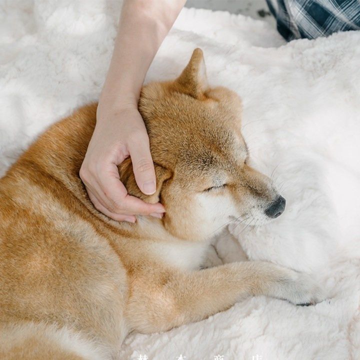 https://fulmo-img-server.com/dog-bed-lab/1783476096570_znxupf6l_aosdewpb.jpeg
