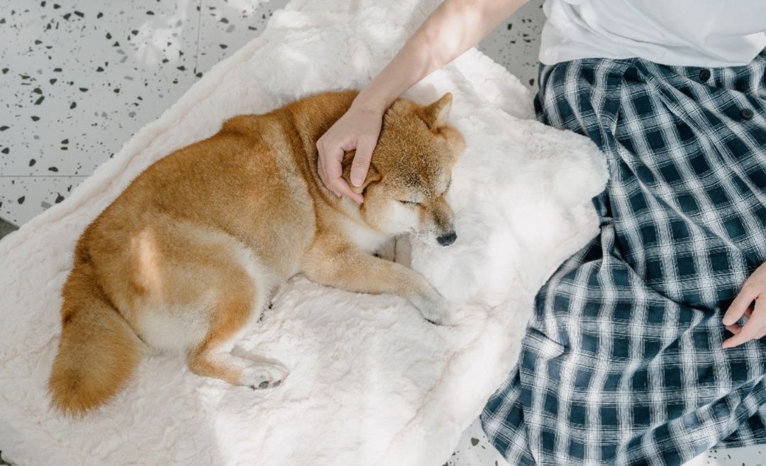 https://fulmo-img-server.com/dog-bed-lab/1783476125774_tg3v1v9u_d9qr5kx5.jpeg