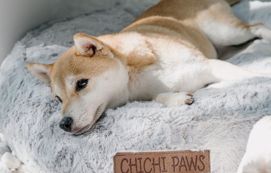 https://fulmo-img-server.com/dog-bed-lab/1783476151960_l701ytk9_476pqdfx.jpeg