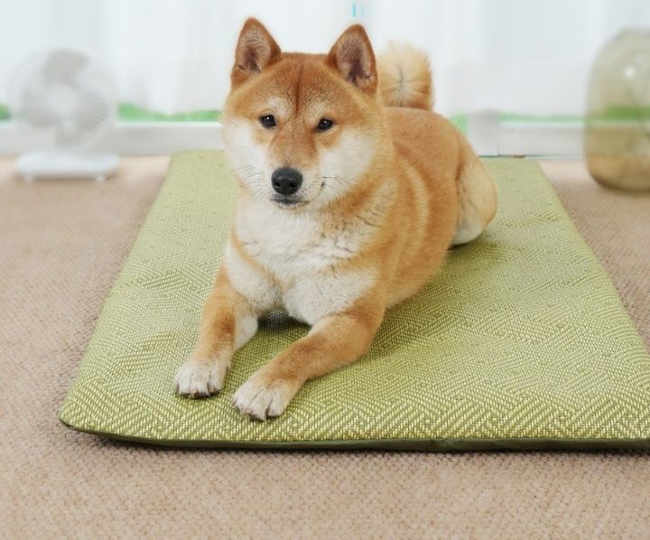 夏用ひんやり冷感い草風犬ベッドマット