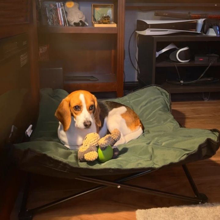 https://fulmo-img-server.com/dog-bed-lab/1785908021269_gm8c447h_m8vxw5rn.jpeg