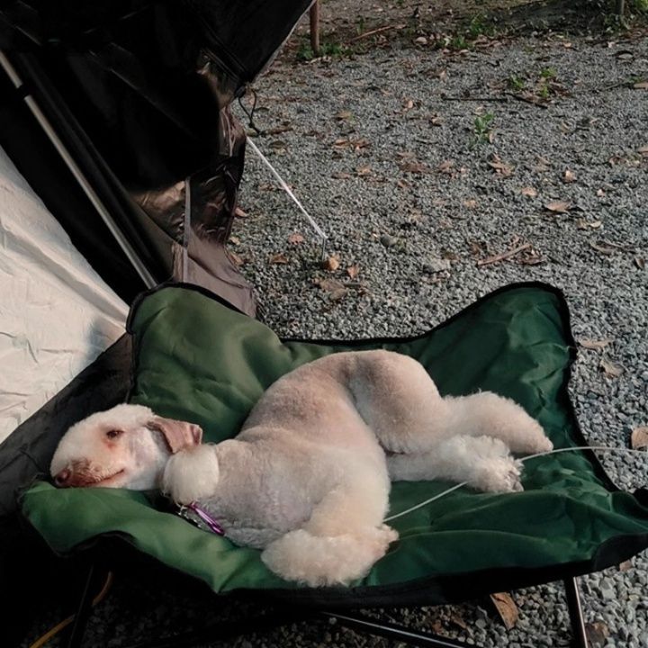 https://fulmo-img-server.com/dog-bed-lab/1785908036155_guv8juqa_g2nhm7xh.jpeg