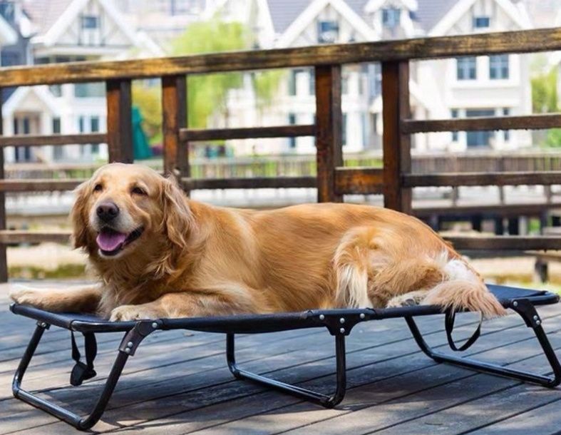 https://fulmo-img-server.com/dog-bed-lab/1785980999316_nbn8en0m_1lotmrzb.jpeg