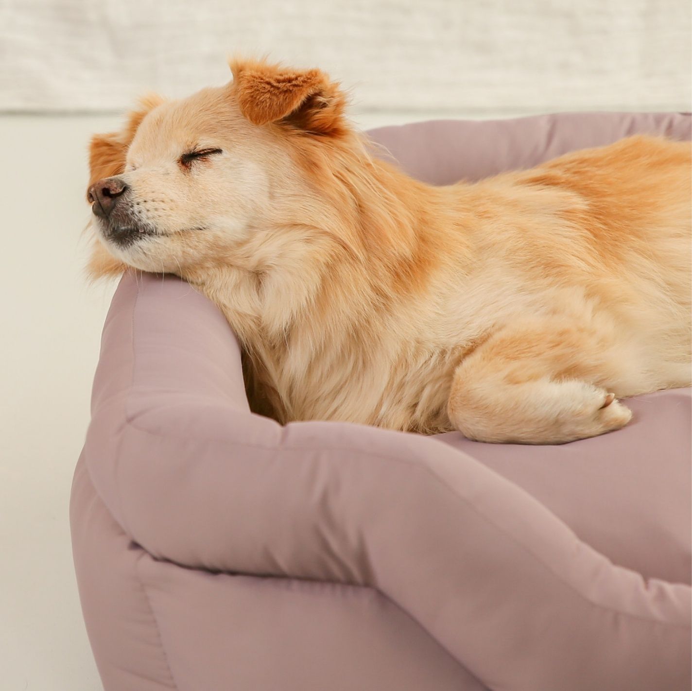 https://fulmo-img-server.com/dog-bed-lab/1790137892060_uppqerx6_v7fcw1uc.jpeg
