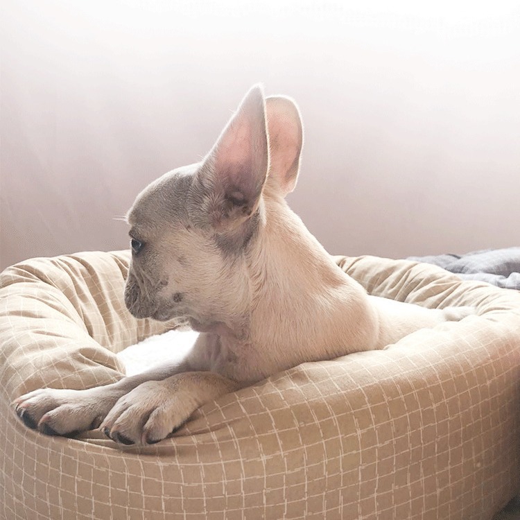 犬ベッド 四季通用チェック柄丸型 クッション