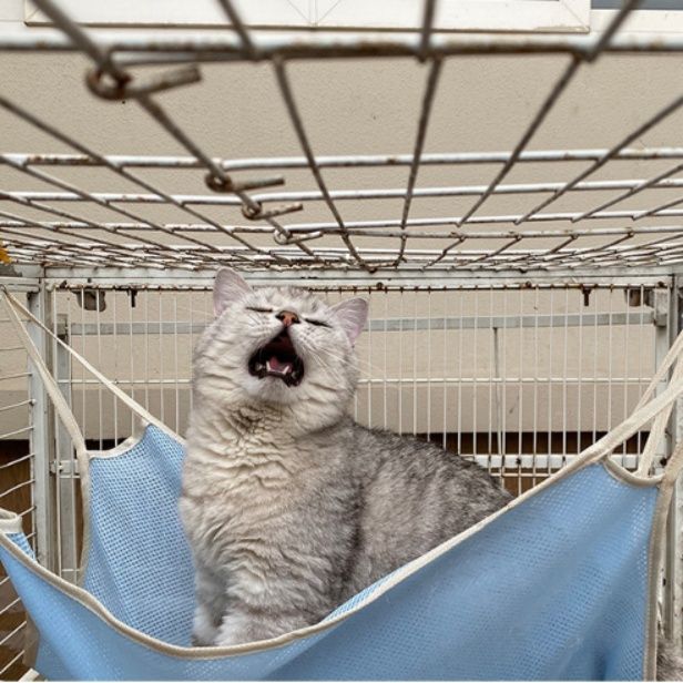 ハンモック 猫用ケージ取付型快適休憩ハンモック