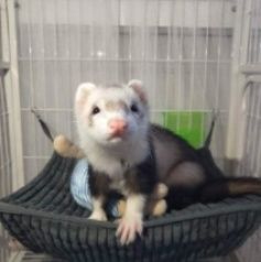 ハンモック 小動物専用二層式吊り下げハンモックベッド