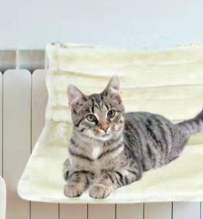https://fulmo-img-server.com/hammock-lab/1780288346466_sxptcwdu_0d454d56.jpeg
