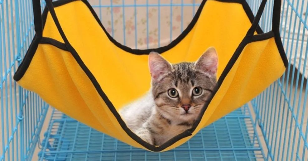 https://fulmo-img-server.com/hammock-lab/1788399958082_pdlch99n_1ntb6xv9.jpeg