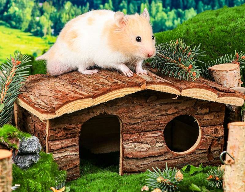 https://fulmo-img-server.com/hamster-cage-kingdom/1735102940071_mxbyasuk_g63y8d1e