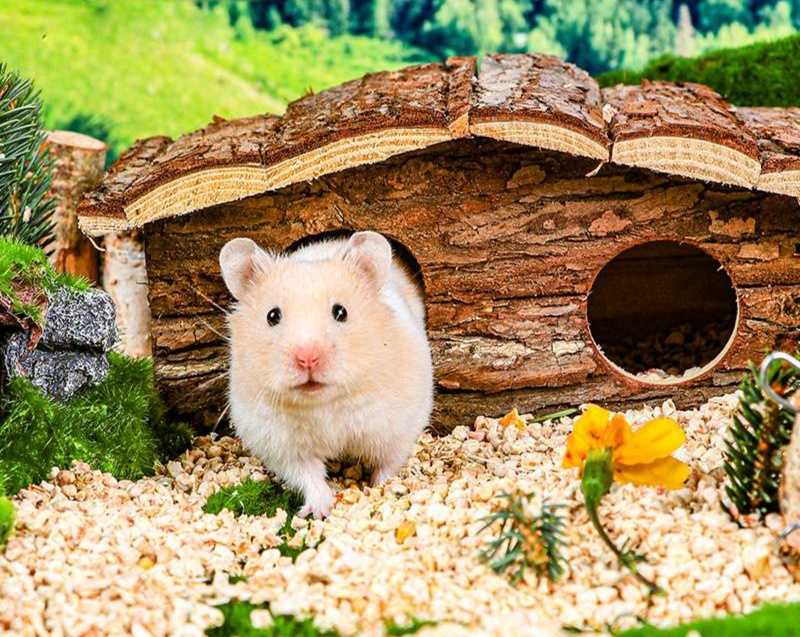 キンクマハムスターが安心して眠れる巣箱5選