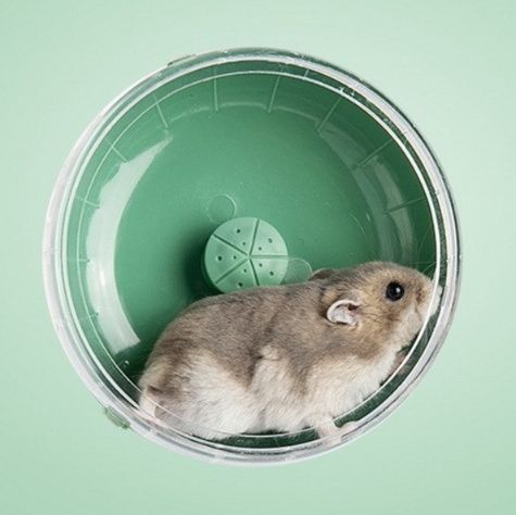 https://fulmo-img-server.com/hamster-cage-kingdom/1784943059180_i9ide3kj_nviaylk5.jpeg