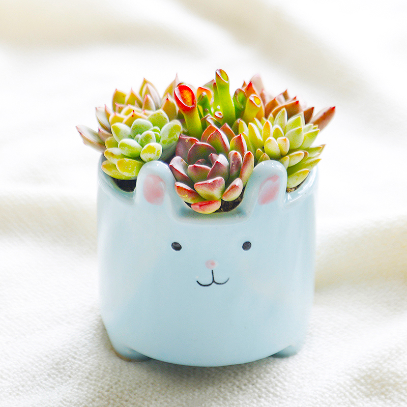 インテリア雑貨 うさぎのお花畑