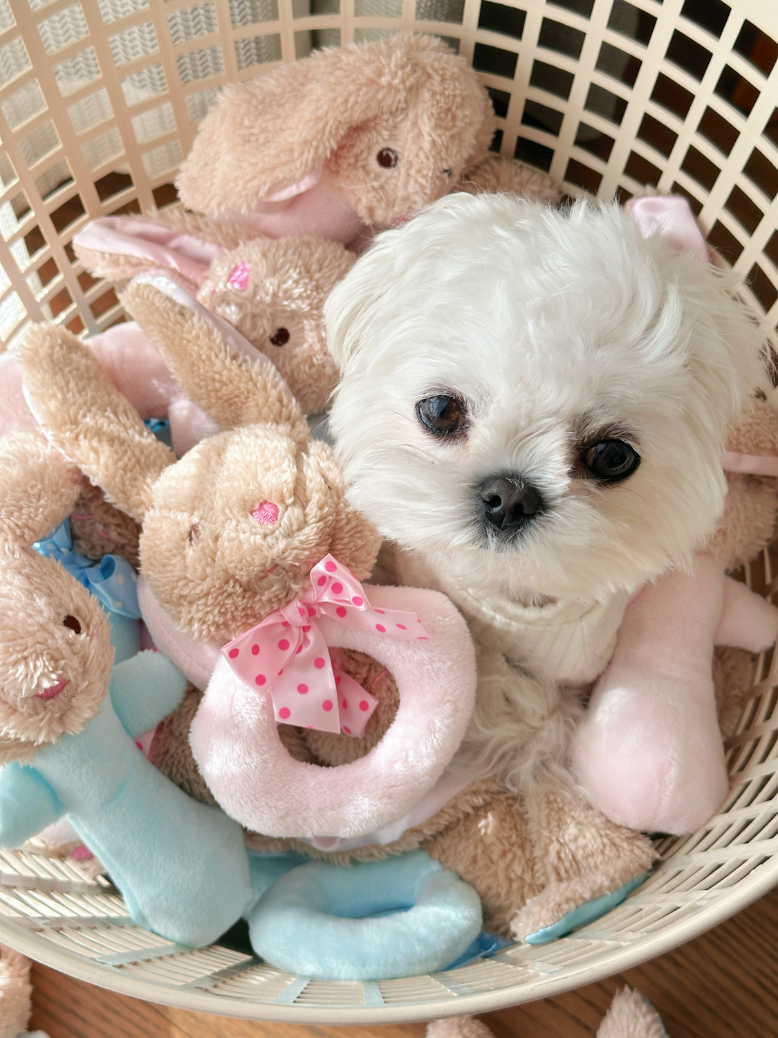 犬のおもちゃ うさぎさん抱っこラトル
