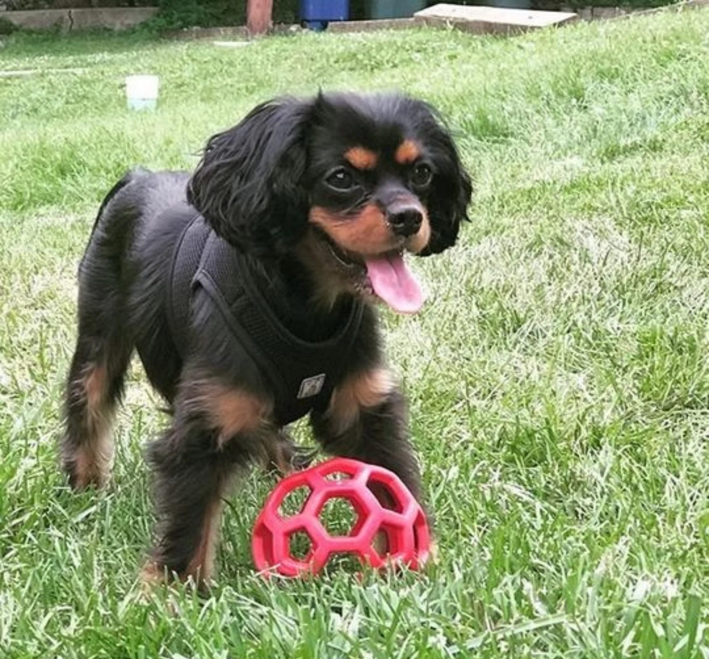 犬のおもちゃ 犬のおもちゃ 六角網目ボール