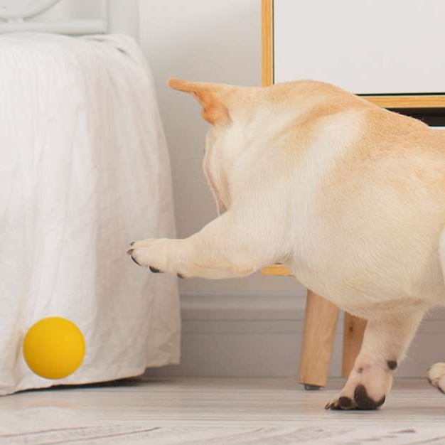 犬のおもちゃ  ワンちゃん喜ぶスポーツボールセット