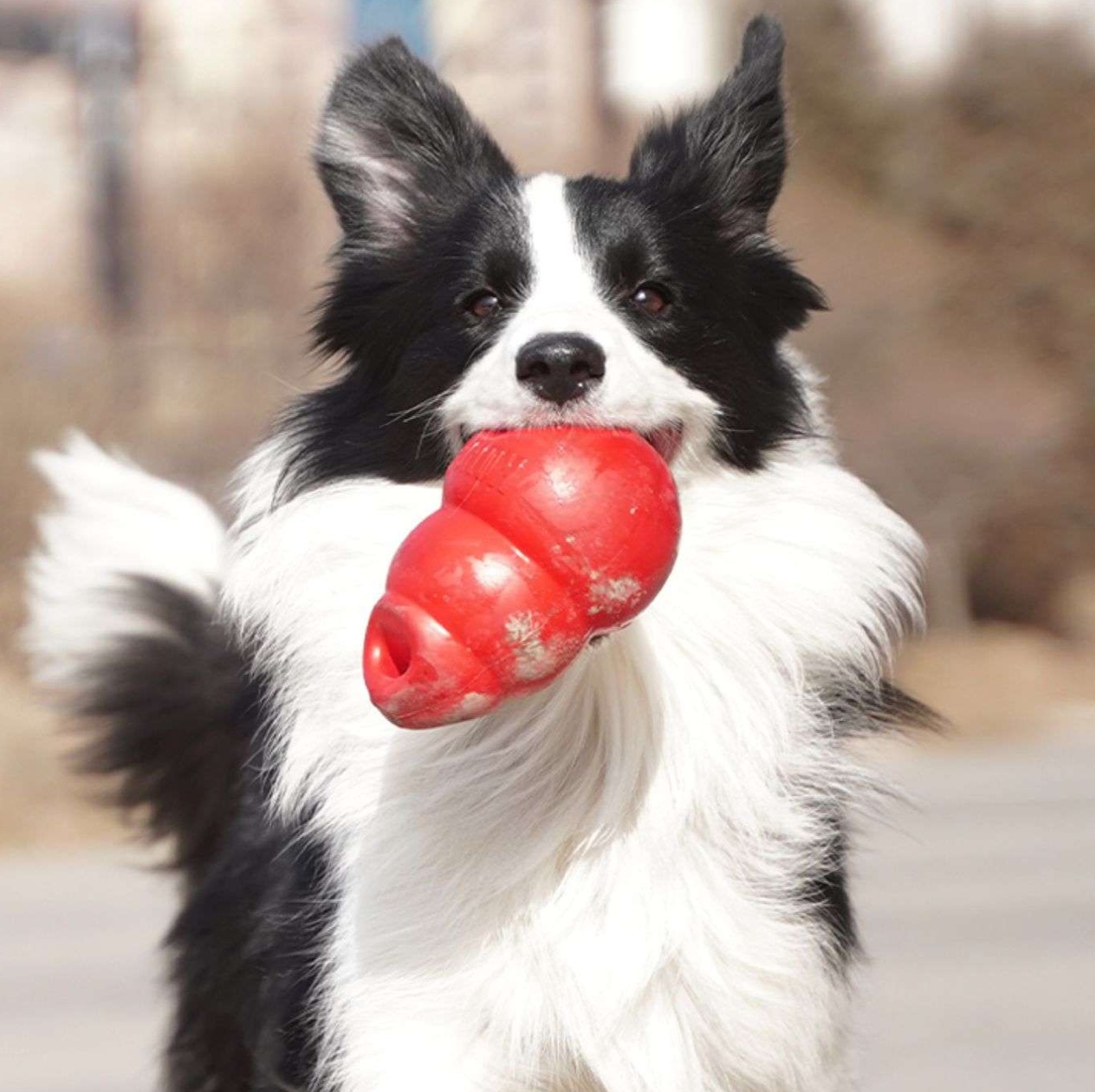 犬のおもちゃ  わんちゃんの知育バウンサー