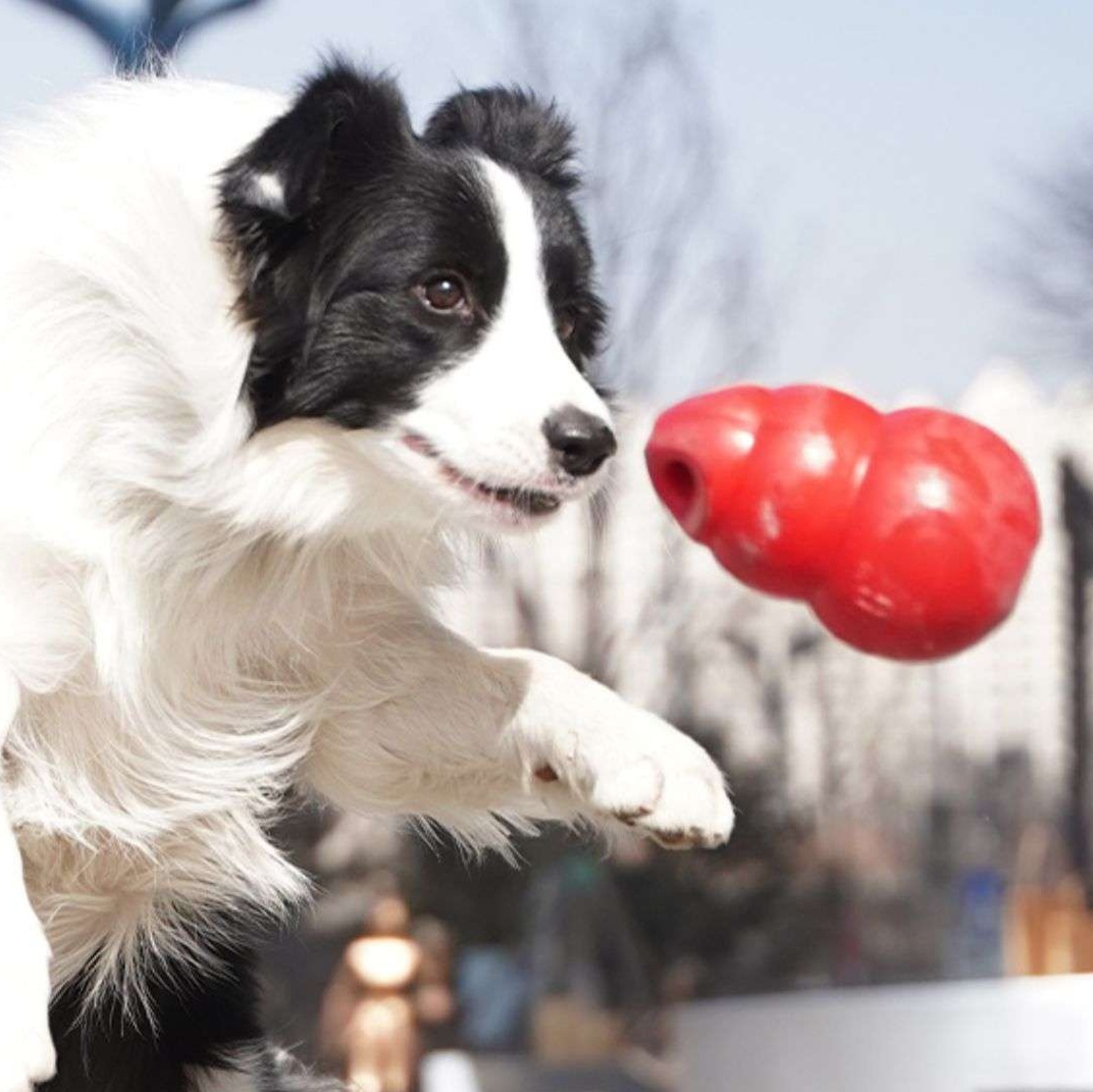 犬のおもちゃ  わんちゃんの知育バウンサー