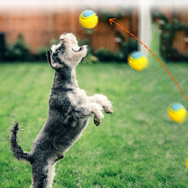 犬のおもちゃ  音が鳴る弾力ボール知育おもちゃ