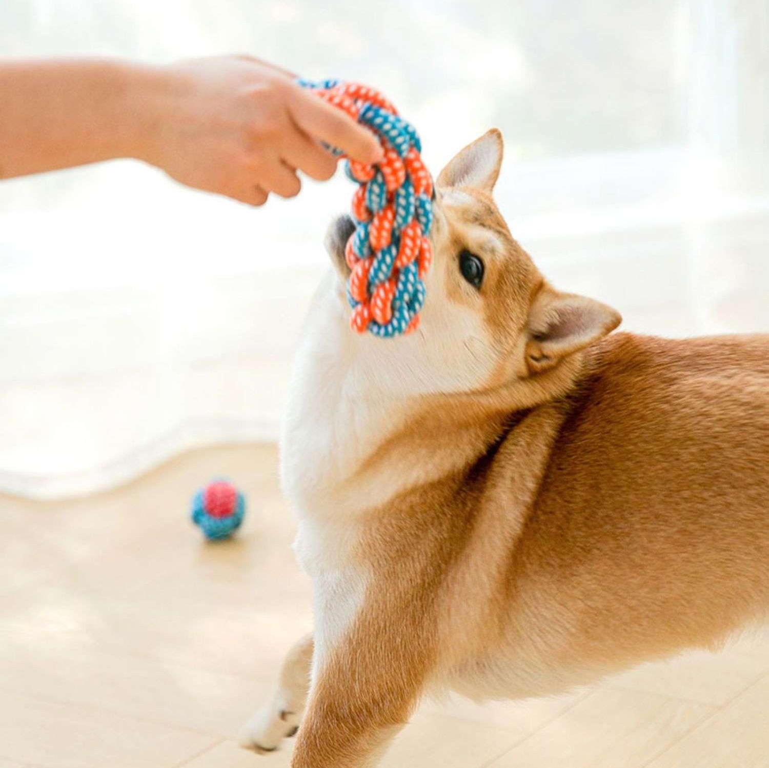 犬のおもちゃ  愛犬用デンタルロープ遊具セット