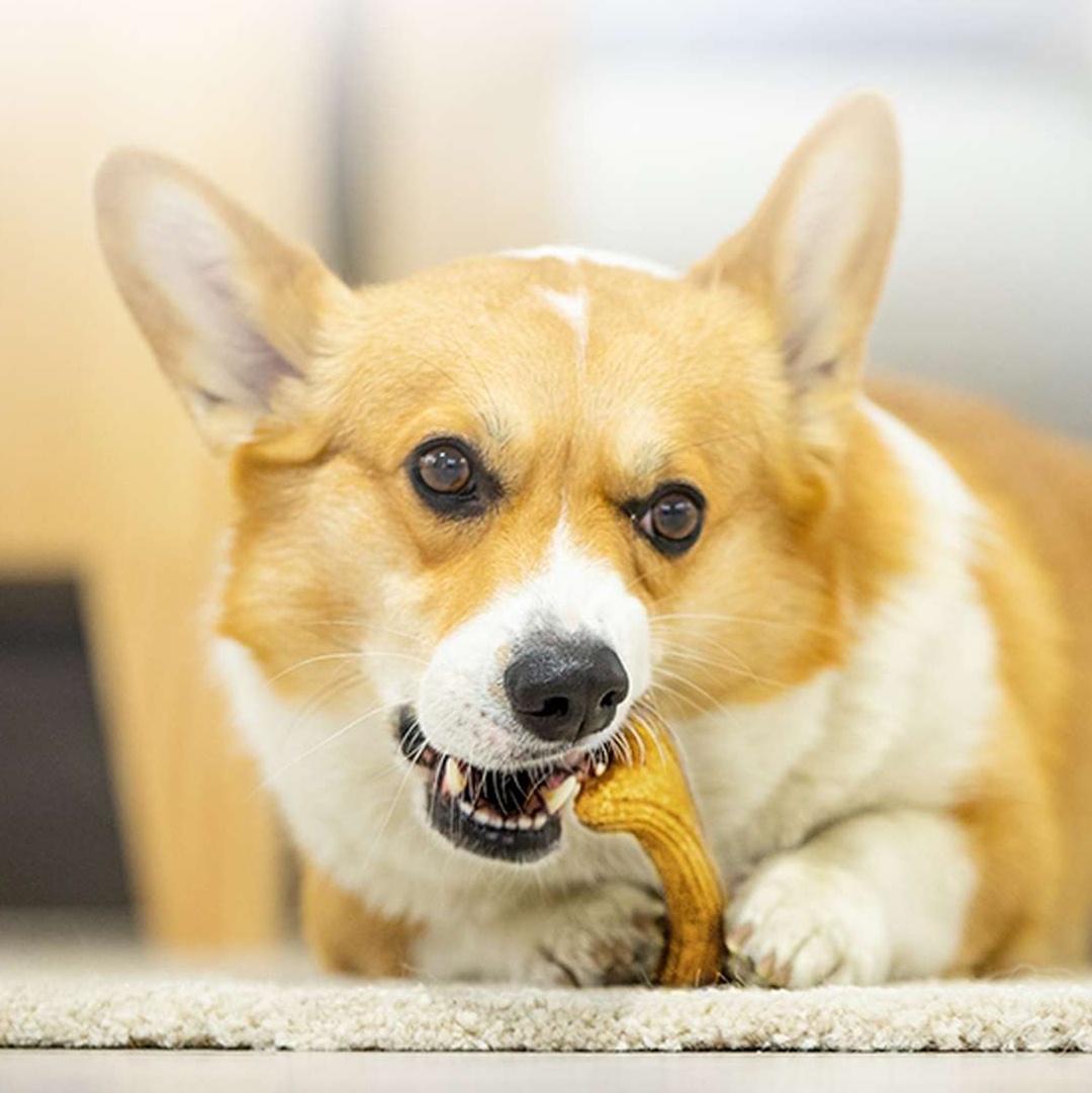 犬のおもちゃ  愛犬用天然木の骨型歯磨きおもちゃ