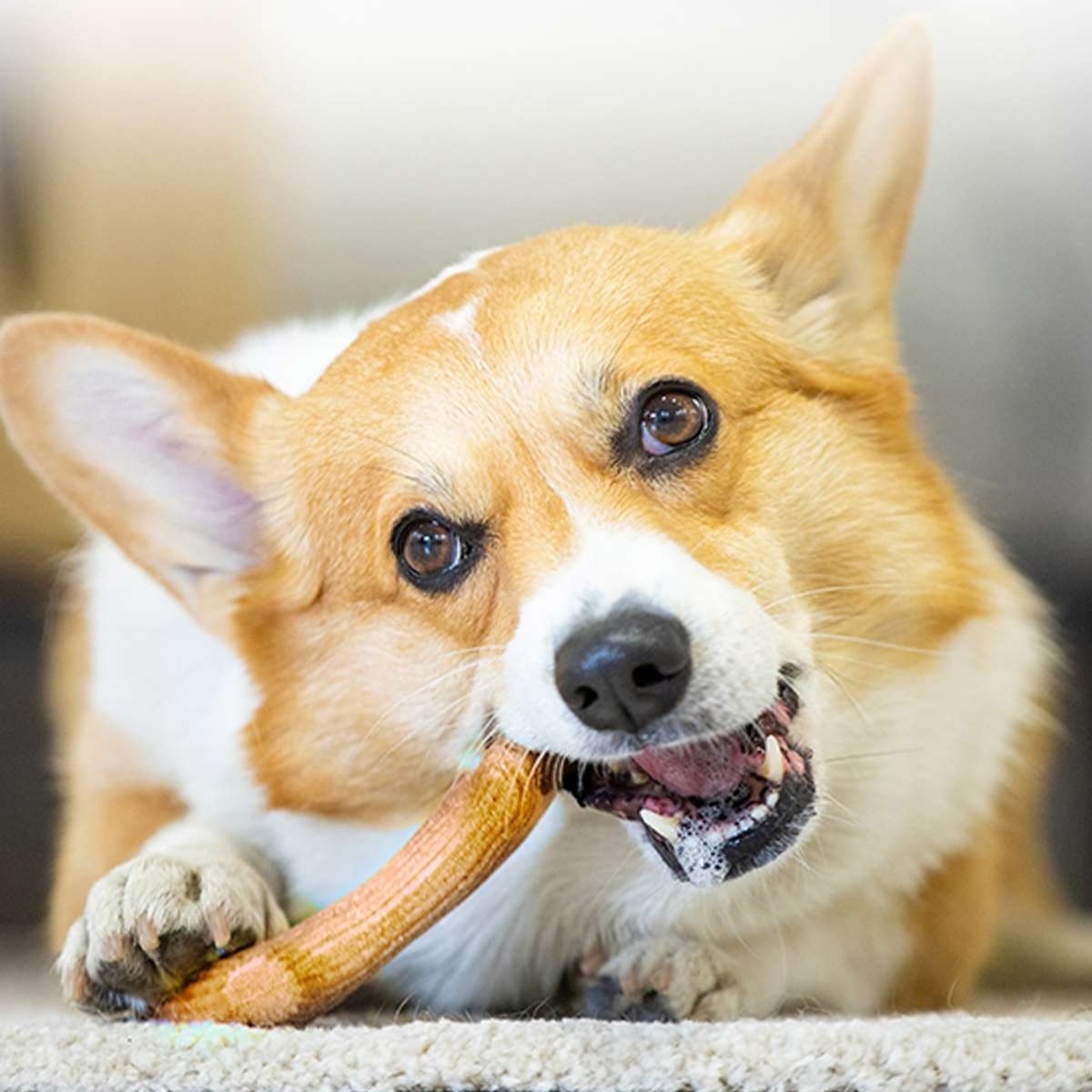 犬のおもちゃ  愛犬用天然木の骨型歯磨きおもちゃ