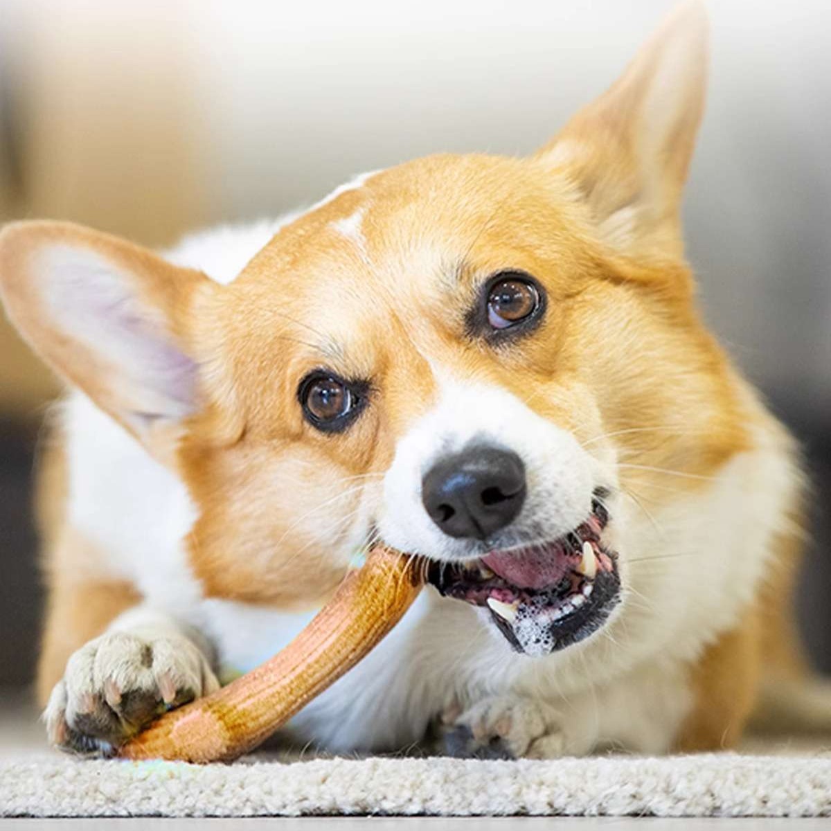 犬のおもちゃ  愛犬用 天然松の香り歯磨きおもちゃ