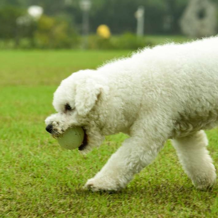 犬 おもちゃ ボール | もぐもぐデンタルボール