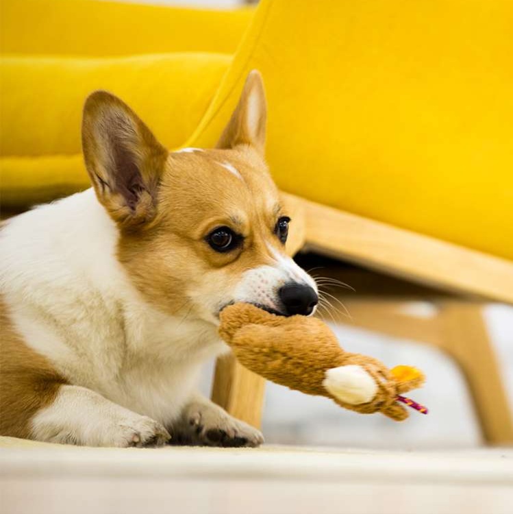 犬のおもちゃ わんちゃんの知育トルネード